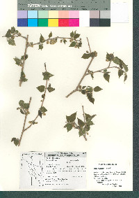 Morus microphylla image