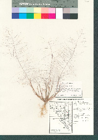 Muhlenbergia fragilis image