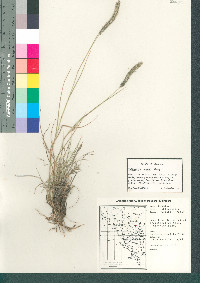 Muhlenbergia wrightii image