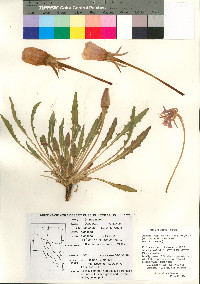 Oenothera cespitosa subsp. marginata image