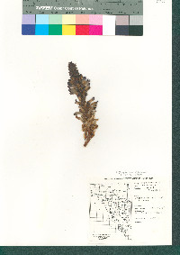 Orobanche cooperi subsp. cooperi image