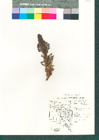 Orobanche cooperi image