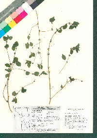 Parietaria floridana image