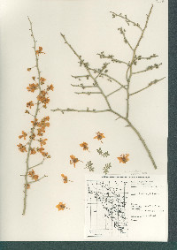 Parkinsonia florida image