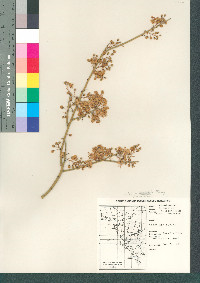 Parkinsonia microphylla image