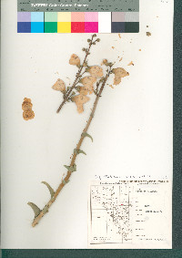 Penstemon eximius image