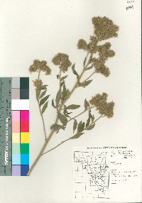 Phacelia magellanica image