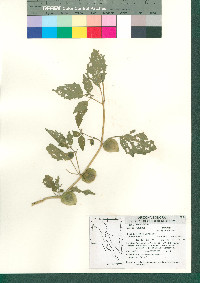 Physalis angulata image