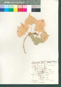 Populus fremontii image