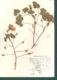 Proboscidea altheifolia image