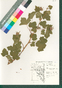 Rubus neomexicanus image