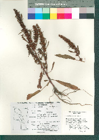 Rumex inconspicuus image