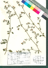 Salpichroa origanifolia image