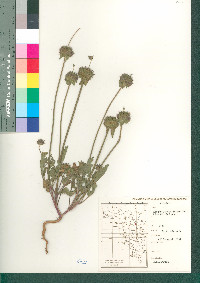 Salvia columbariae image