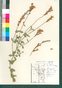 Salvia lemmonii image
