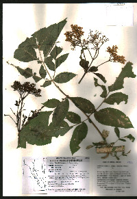 Sambucus cerulea image