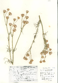 Senecio flaccidus var. monoensis image