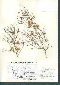 Senna artemisioides subsp. filifolia image