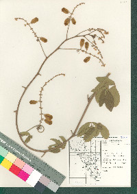 Serjania mexicana image