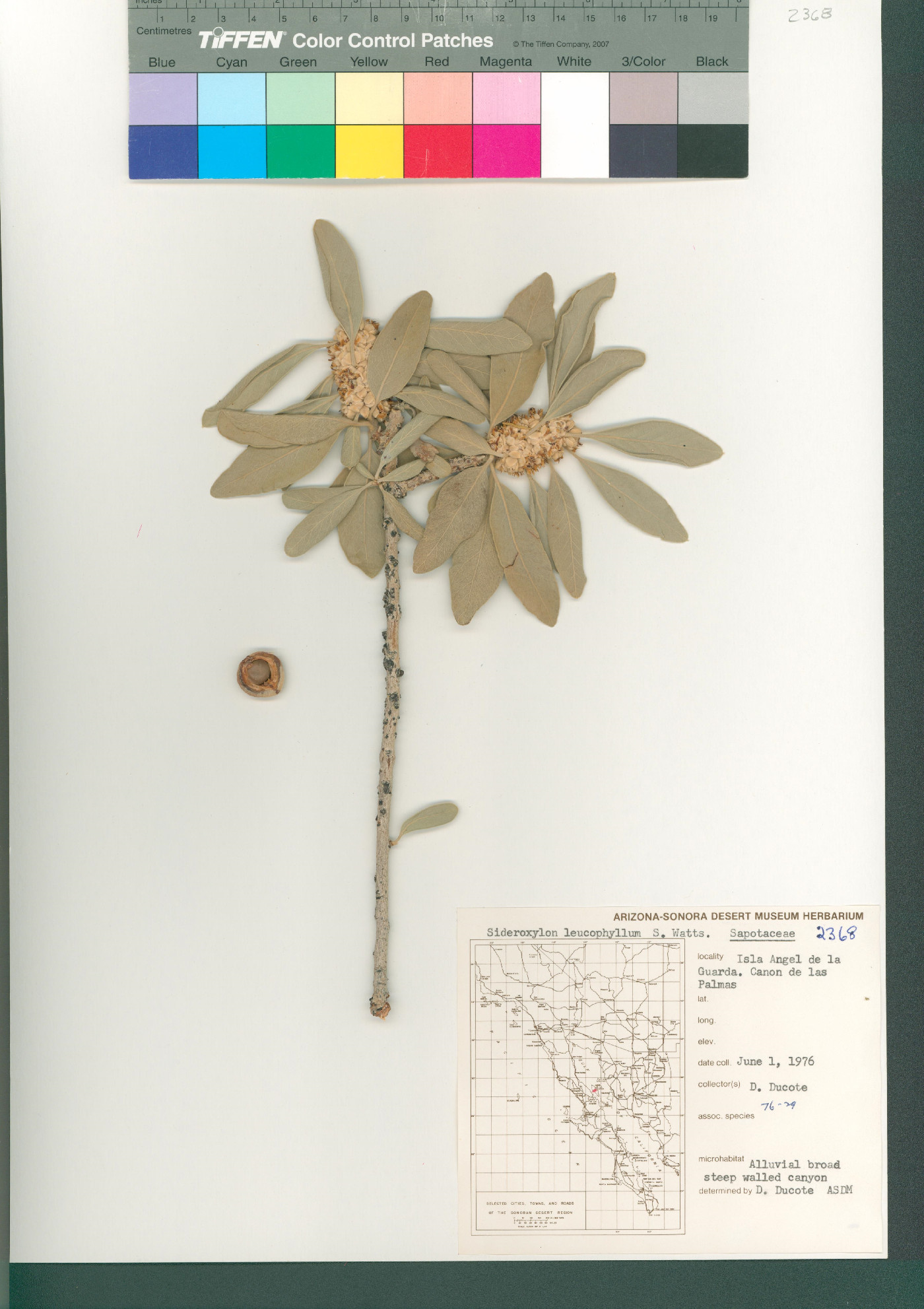 Sideroxylon leucophyllum image