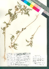 Solanum lumholtzianum image