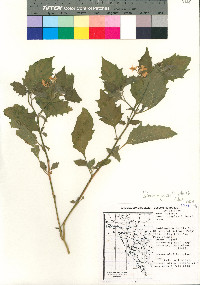 Solanum nigrescens image