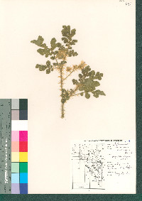 Solanum rostratum image