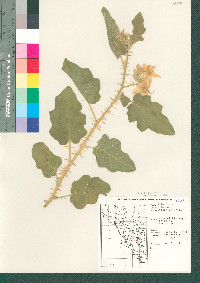 Solanum houstonii image