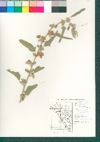 Sphaeralcea ambigua image