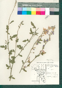 Sphaeralcea fendleri image