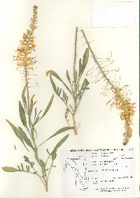 Stanleya pinnata image