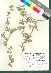 Stegnosperma halimifolium image