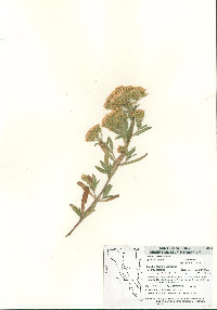 Stevia hispidula image