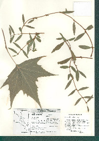 Struthanthus palmeri image