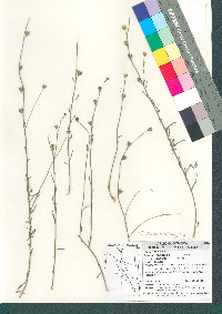 Thamnosma texanum var. purpureum image