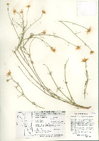 Thymophylla anomala image