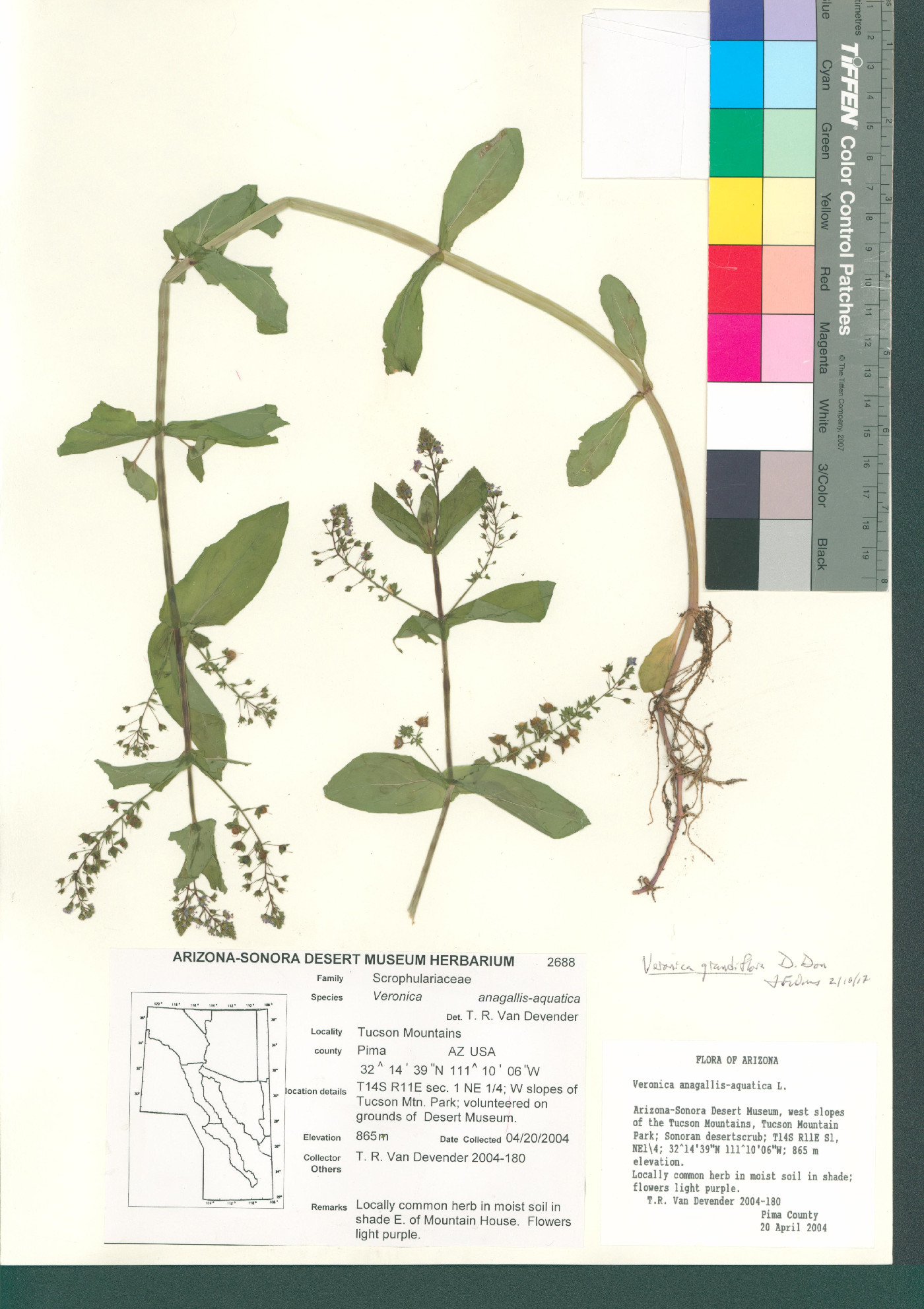 Veronica grandiflora image