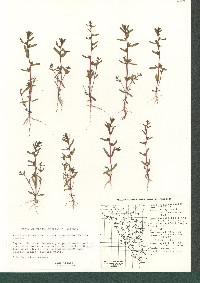 Veronica peregrina subsp. xalapensis image