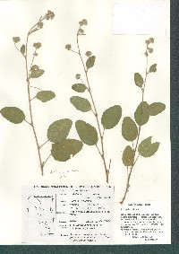 Waltheria indica image