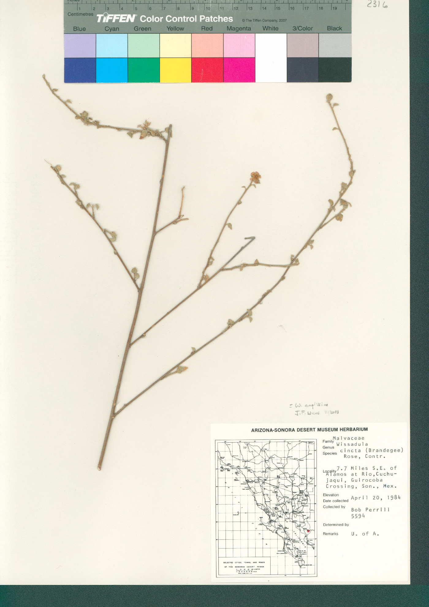 Wissadula amplissima image