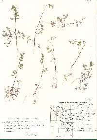 Yabea microcarpa image