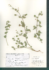 Abutilon coahuilae image