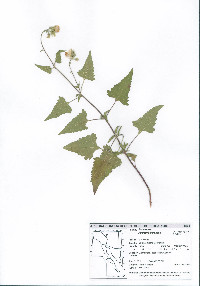 Ageratina herbacea image