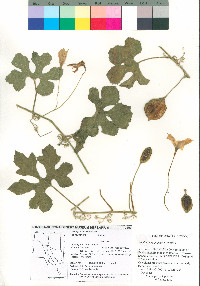 Apodanthera palmeri image