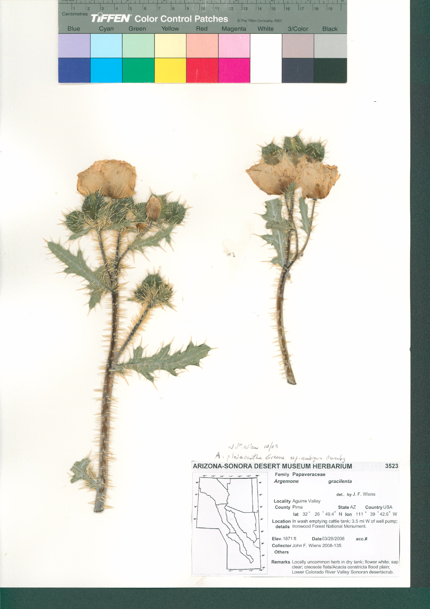 Argemone pleiacantha subsp. ambigua image