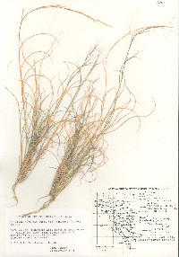 Aristida purpurea var. nealleyi image