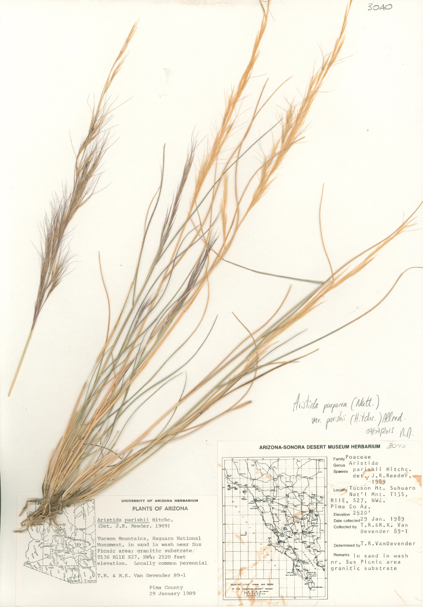 Aristida purpurea var. parishii image