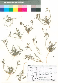 Astragalus didymocarpus image