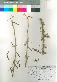 Atamisquea emarginata image