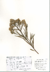 Baccharis salicifolia image